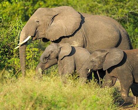 Elephant family at Queen Elizabeth National Park Photo by Giles Laurent Photograph: Giles Laurent