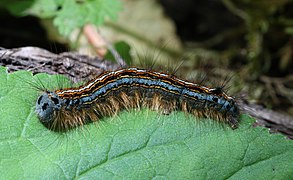 Malacosoma neustria Caterpillar
