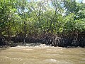 Bijela šuma mangrova na otoku