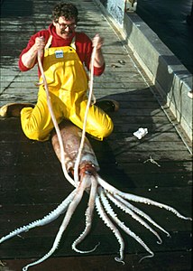 A robust clubhook squid, whose mantle reaches 2 m (6 ft 7 in) in length, caught off Alaska.
