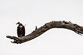 アフリカのズキンハゲワシ（クルーガー国立公園）