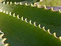 Le virtù attribuite ad Aloe vera, in casa o come pianta medicinale, sono in genere controverse.