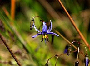 Black-anther Flax-lily (Dianella revoluta)