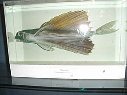 remains of a flying fish are displayed in glass box.
