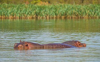 Hipopótamos no lago Tana perto de Bahir Dar, Etiópia (definição 6 235 × 3 897)