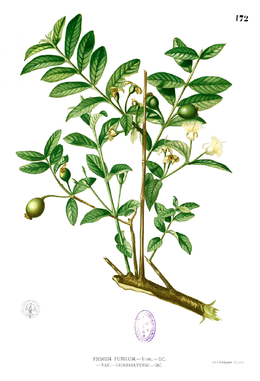 Sawintu (Psidium guajava)