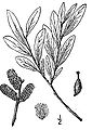 Salix pellita