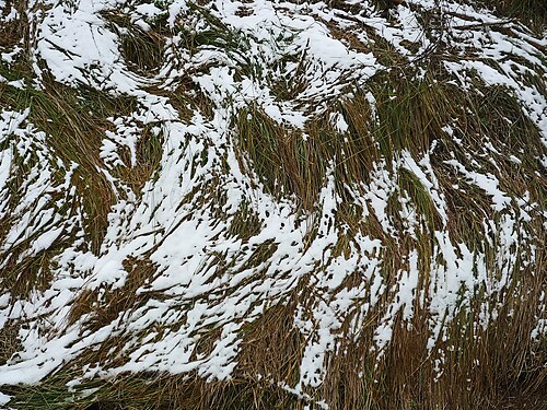Snow covered gras shaped by the wind