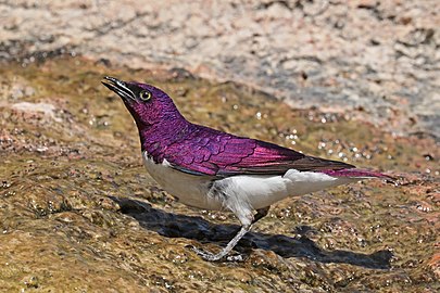 Violet-backed starling Cinnyricinclus leucogaster ♂ Namibia