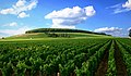 Vinograd u Burgundiji