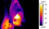 Imatge termogràfica d'un parell de ratpenats.