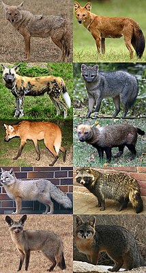 1-й столбец: обыкновенный шакал, гиеновидная собака, гривистый волк, корсак, большеухая лисица 2-й столбец: красный волк, майконг, кустарниковая собака, енотовидная собака, серая лисица