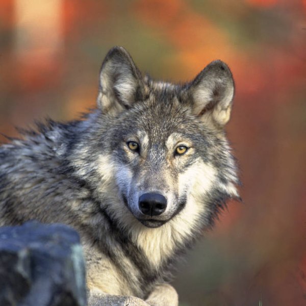 File:Gray wolf (5584759091).jpg