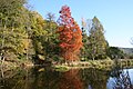 L' Arboretum Robert Lenoir en automne.