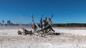 Árvore morta na Bacia Inferior do Gêiser, Parque Nacional de Yellowstone, Wyoming, Estados Unidos. Yellowstone foi o primeiro parque nacional dos Estados Unidos e também é considerado o primeiro do mundo. O parque é conhecido por sua vida selvagem e por suas muitas características geotérmicas, especialmente o gêiser Velho Fiel, um dos mais populares. Embora represente muitos tipos de biomas, a floresta subalpina é a mais abundante. (definição 6 720 × 3 780)