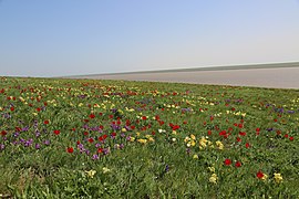 In primavera, Tulipa suaveolens e Iris pumila ornano la steppa eurasiatica dei loro molteplici colori. Oblast di Rostov.