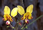 Diuris -- Donkey orchid