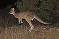 Eastern Grey Kangaroo.jpg