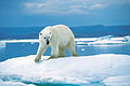 Ors polar (Pargue Nacional d'Ukkusiksalik, Nunavut, Canadà)
