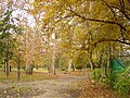 Sonbaharda Zemun şehir parkı