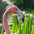 31. Rózsás flamingó (Phoenicopterus roseus) feje (javítás)/(csere)
