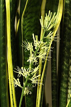 Ziedoša svītrainā sansevjēra (Sansevieria trifasciata)