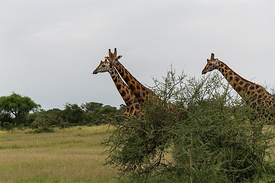 Giraffes in Uganda. Photograph: Tsaubah