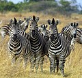 1.6 - 7.6: Zebras da Burchell (u zebra da steppa; Equus quagga), pli precis la sutspezia Equus quagga chapmani a Okavango en Botswana en 2002.