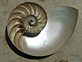 Мушля молюска Наутілуса за формою близька до логарифмічної спіралі