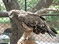 A Steppe Eagle in Lahore Zoo Pakistan