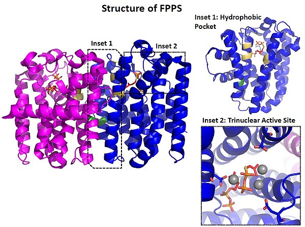 Crystal structure of FPPS (PDB ID: 1RQI)