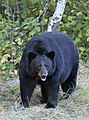 American black bear is found in the northern part of the state