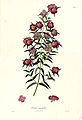 Osbeckia angustifolia
