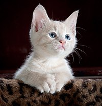A_focused_kitten_(Pixabay)
