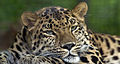12. Kritikusan veszélyeztetett amuri leopárd (Panthera pardus orientalis) a pittsburghi állatkertben (javítás)/(csere)