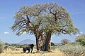 Baobá