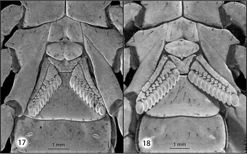 Graemeloweus maidu の前体と後体の境目、雌（左）と雄（右）、腹側から。第3-4脚の基節・前体と中体の腹板・生殖口蓋・櫛状板など構造が映る