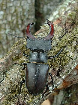 Paprastasis elniavabalis (Lucanus cervus)
