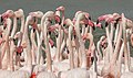 71 Greater flamingo; Étang de l'Oeil de Ca, Réserve Africaine de Sigean, Sigean, France uploaded by Llez, nominated by Llez
