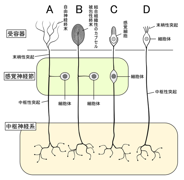 File:Structure of sensory system (4 models) J.PNG
