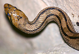 Serpiente (Elaphe scalaris)