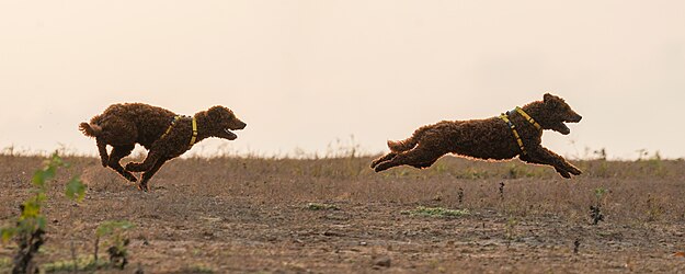 Composite image of miniature poodle galloping