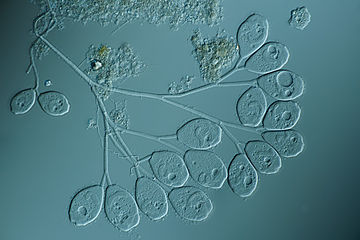 Vorticella sp., un cilié colonial.