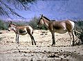 Mongoolse wilde ezels