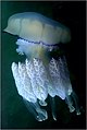 Jellyfish, Rumıniya yaxınları.