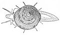 This dorsal view of the living animal Calliostoma bairdii also shows an apical view of its shell