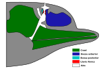 Diagrama del crani d'un dofí.