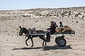 Asilas, įkinkytas į vežimą (Tunisas)