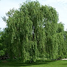 Silkivíðir (Salix alba )