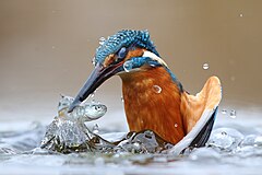 First place: Common kingfisher (Alcedo atthis) hunting in water. Natural reserves and contiguous areas of the Po River belt, Provincia di Vercelli, Piedmont, Italy – Attribution: Luca Casale / CC BY SA 4.0
